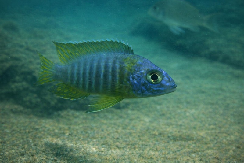 Aulonocara korneliae 'Chilongo Bay, Chizumulu Island'